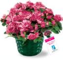 azalea-pagina.jpg