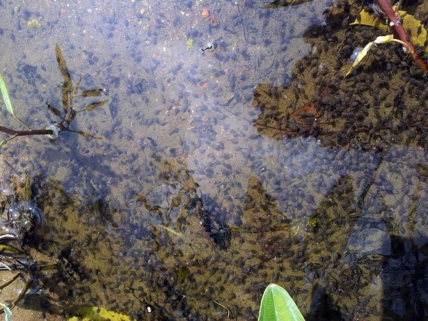 todpole-from-the-pond